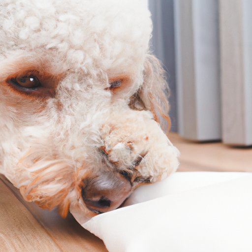 Why Does My Dog Have a Runny Nose? Understanding the Causes and What to Do