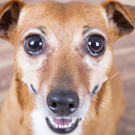 Why Does My Dog Have Eye Boogers Every Morning? A Comprehensive Guide to Eye Discharge in Dogs