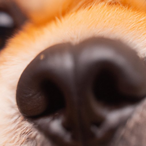 Why Does My Dog Have Eye Boogers? Understanding Causes and Treatment