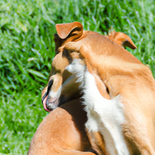 Why Does My Dog Keep Licking His Butt: Causes, Prevention, and Solutions