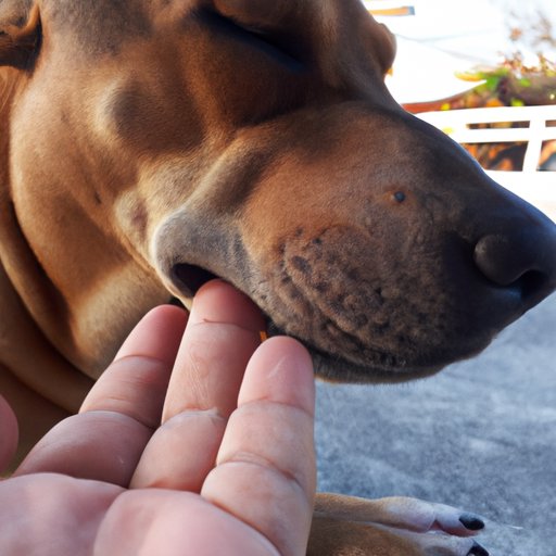 Why Does My Dog Lick Her Paws? Exploring the Possible Causes and Solutions