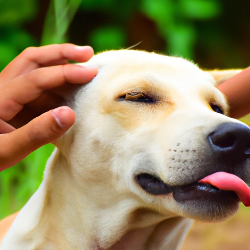 Why Does My Dog Lick My Ears? Exploring the Science and Psychology Behind This Common Behavior