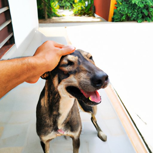 Why Does My Dog Rub His Face on Me? The Science and Emotional Reasons Behind This Common Behavior