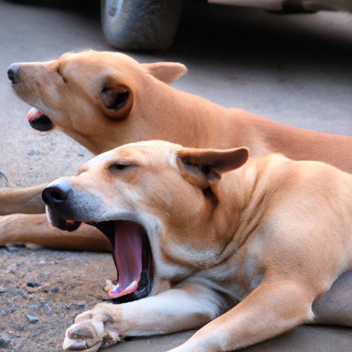 Why Does My Dog Shake in His Sleep? Understanding Canine Sleep Behaviors