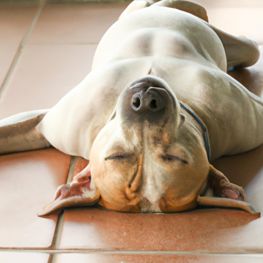 Why Does My Dog Sleep at My Feet? Understanding Canine Sleeping Habits