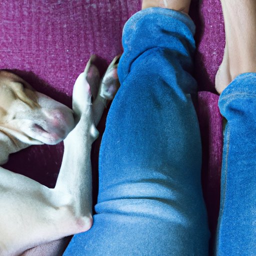 Why Does My Dog Sleep Between My Legs? Understanding Your Pooch’s Sleep Habits