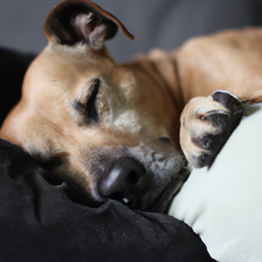 Why Does My Dog Sleep on Me? The Science, Comfort, and Bond Behind the Behavior