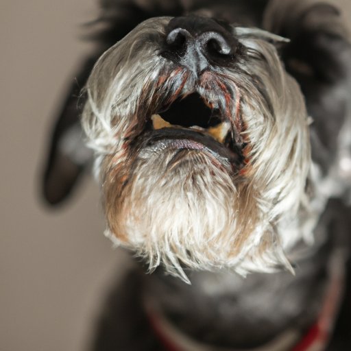 Why Does My Dog Sneeze So Much? Understanding the Causes and Solutions
