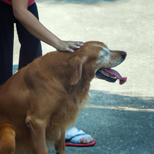 Why Does My Dog Stand on Me? Decoding the Behavior and Understanding What Your Dog Really Wants