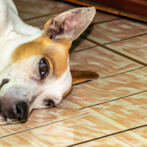 Why Does My Dog Stare at Me While Lying Down? Understanding Canine Body Language