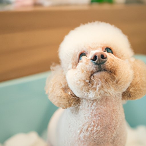 Why Does My Dog Stink? A Guide to Keeping Your Pet Fresh and Clean