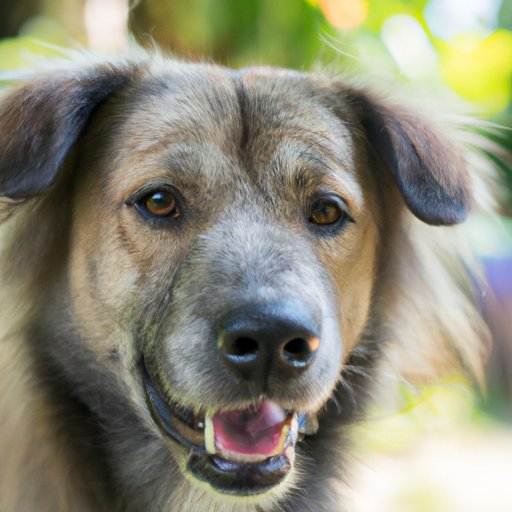 Why Does My Dog Act Strange? 5 Common Reasons and Solutions