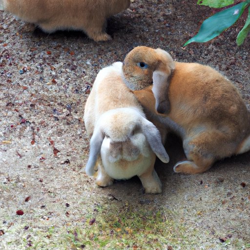 The Secrets Behind Rabbit Thumping: Understanding Your Furry Friend’s Behavior