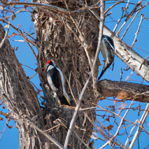 The Fascinating Science Behind Why Woodpeckers Peck