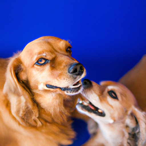 Why Dogs Are So Cute: Exploring the Science, Evolution, and Benefits of Canine Cuteness