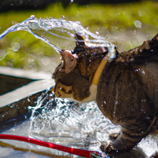 Why Don’t Cats Like Water?: Exploring the Science, Evolution, and Psychology Behind Felines’ Fear of H20