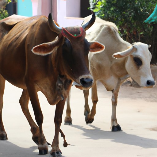 The Sacred Cows of India: A Cultural and Spiritual Journey