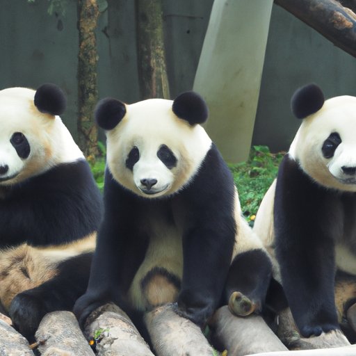 Why a Group of Pandas is Called an Embarrassment: Uncovering the Peculiar Naming Convention of the Animal World