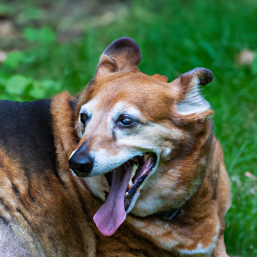 Why Is My 13-Year-Old Dog Panting So Much? Understanding the Causes and Care for Your Senior Pet