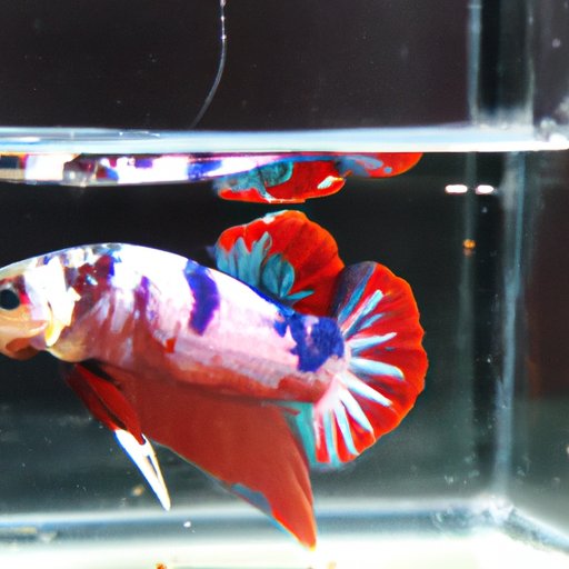 Why Is My Betta Fish Not Eating: Causes and Solutions