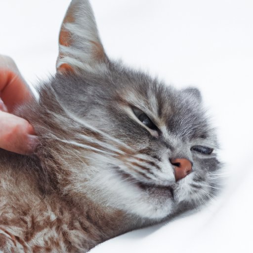 Why is My Cat Breathing Fast? Understanding the Symptoms, Causes, and Treatment Options