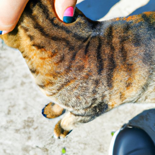 Why Is My Cat Limping? Understanding and Managing the Common Causes of Limping in Cats
