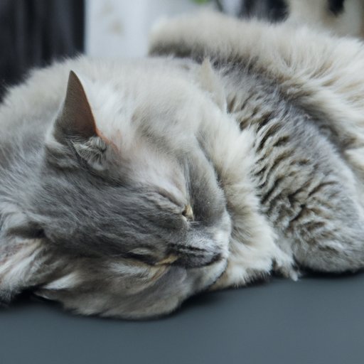 Why Is My Cat Sleeping So Much? Common Reasons and Tips to Address the Issue