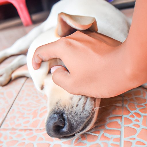 Why Is My Dog Biting His Foot? A Comprehensive Guide to Understanding and Treating the Behavior