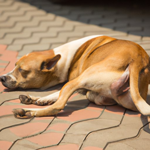 Why is My Dog Constipated: Understanding the Causes, Symptoms, and Treatment