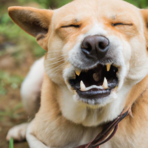 Why Is My Dog Crying for No Reason: Understanding and Alleviating the Issue