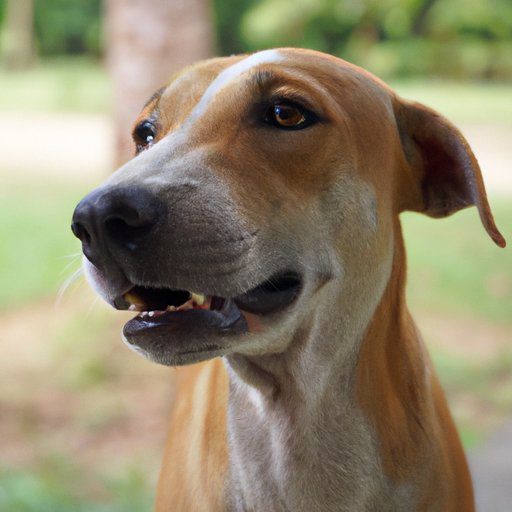 Why Is My Dog Foaming at the Mouth? Understanding the Causes and Solutions