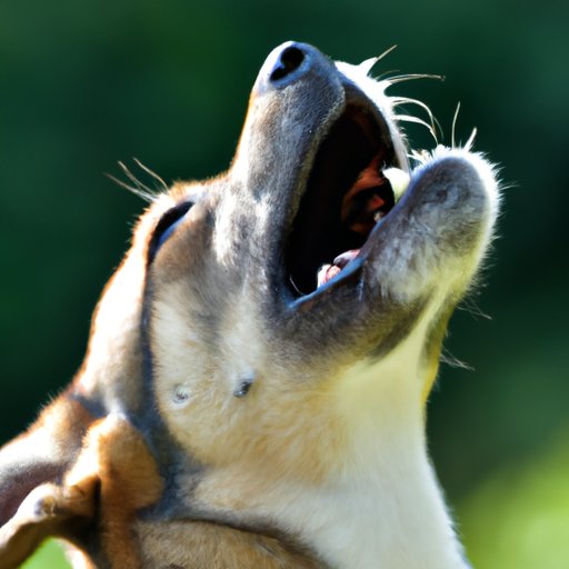 The Science and Reason Behind Why is My Dog Howling: A Guide for Dog Owners