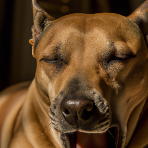 The Mystery of Your Restless, Panting Dog: What It Means and What to Do About It