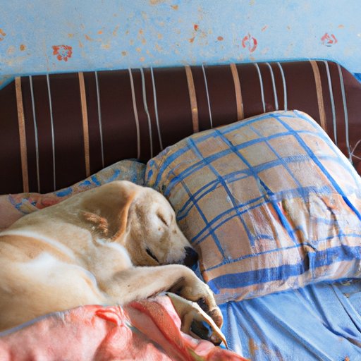Why Is My Dog Sleeping So Much? Understanding Your Pet’s Sleeping Habits