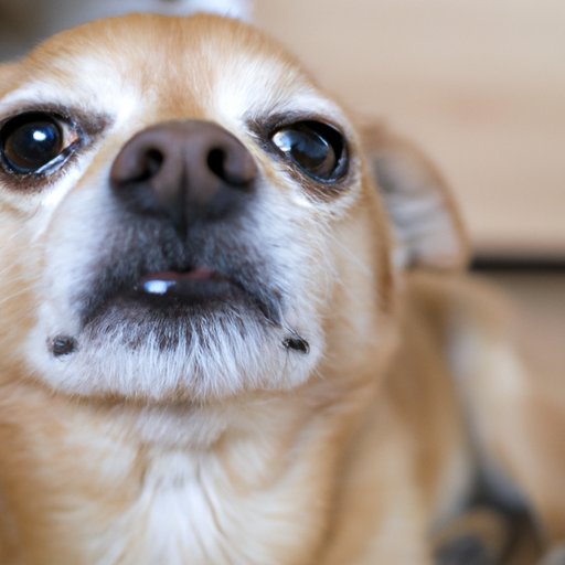 Why is My Dog Whining While Lying Down? Understanding the Reasons and Solutions