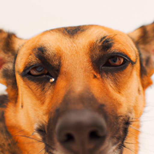 Why Is My Dog’s Eye Swollen? A Comprehensive Guide for Pet Owners
