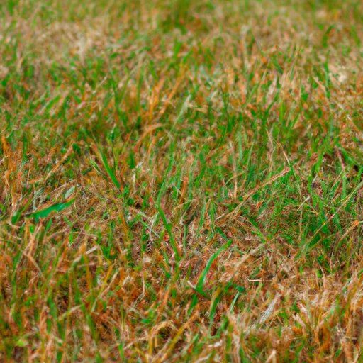 Why Is My Grass Turning Yellow? A Comprehensive Guide to Lawn Care
