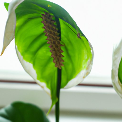 Why Is My Peace Lily Drooping? A Troubleshooting Guide and Revival Tips