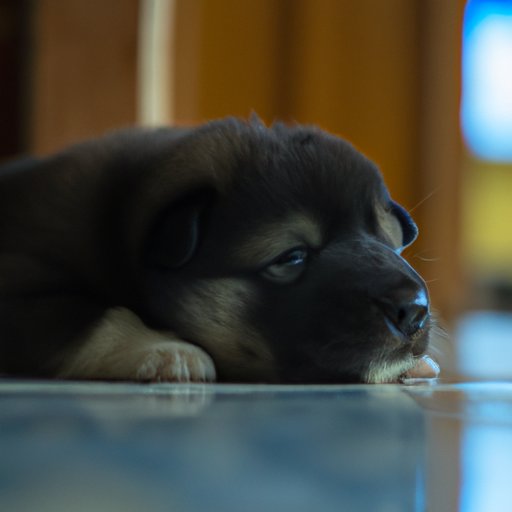 Why Is My Puppy Breathing So Fast While Sleeping: Understanding the Reasons and What You Can Do