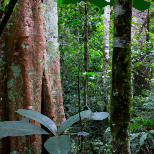 The Importance of the Amazon Rainforest: Biodiversity, Ecosystems, and Human Survival