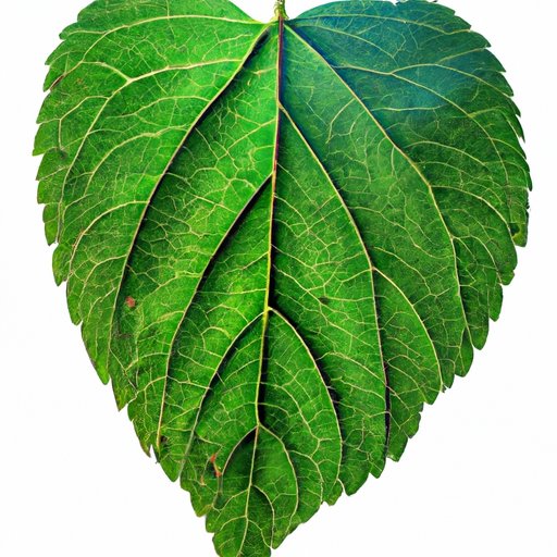 Why Are Leaves Green? Discovering the Science Behind Nature’s Greenery