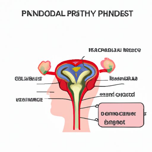 Why is the Pituitary Gland Called the Master Gland? Exploring Its Functions and Role in the Body