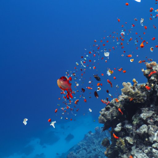 Why Is the Red Sea Called the Red Sea: History, Science, and Human Impact
