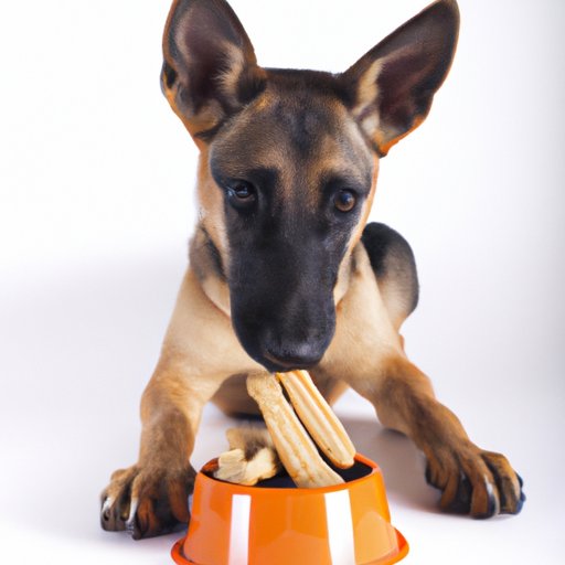 Why Isn’t My Dog Eating? A Comprehensive Guide to Understanding and Addressing Your Dog’s Eating Habits