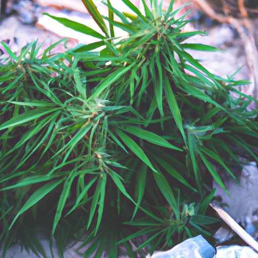 The Legalization of Marijuana: Benefits and Social Implications