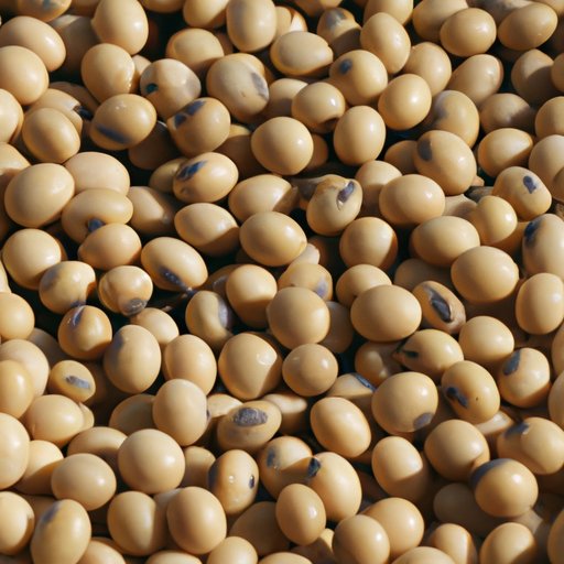 Soy and Its Negative Impacts on Male Health: Understanding the Risks